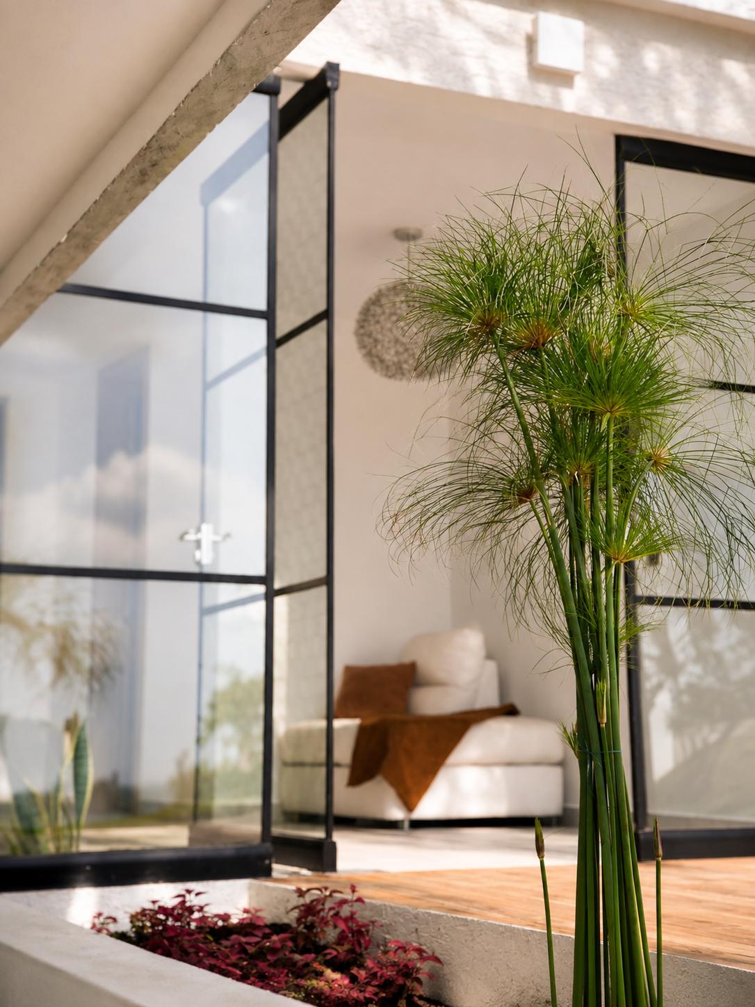 Jardín interior de papiros contra el ventanal de acero negro de la casa Sevillana